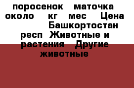 поросенок  (маточка) около 50 кг 4 мес. › Цена ­ 20 000 - Башкортостан респ. Животные и растения » Другие животные   